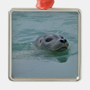 Harbour Seal swimming in Jokulsarlon glacial lake Metal Ornament