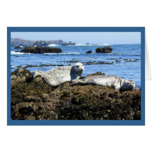 Harbour Seals