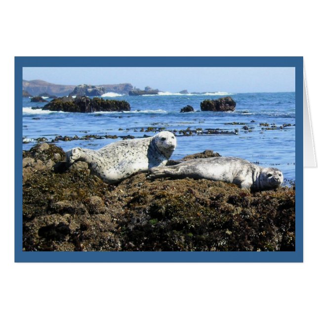 Harbour Seals (Front Horizontal)