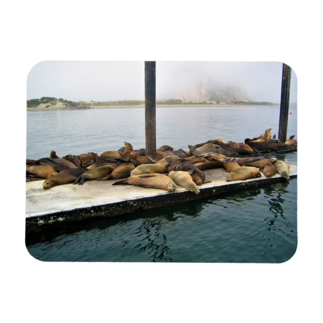 Harbour Seals, Morro Bay, California Magnet (Horizontal)