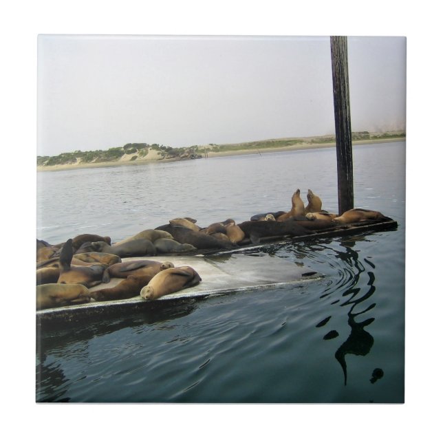 Harbour Seals, Morro Bay, California Tile (Front)