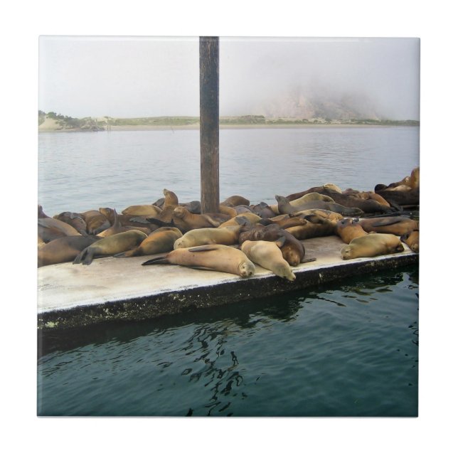 Harbour Seals, Morro Bay, California Tile (Front)
