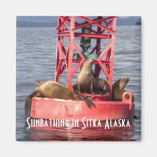 Harbour Seals Sunbathing Sitka Alaska Magnet