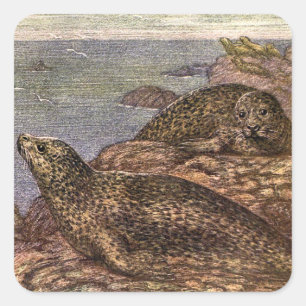 Harbour Seals, Vintage Marine Life Ocean Animals Square Sticker