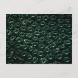 Hard coral favia, Maldives Postcard