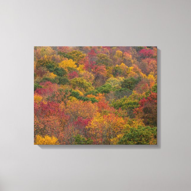 Hardwood Forest in Randolph County, West Virginia Canvas Print (Front)
