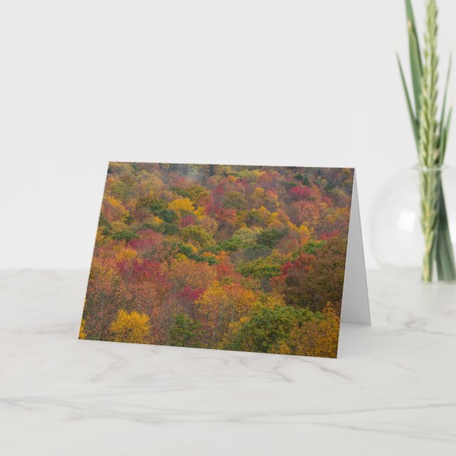 Hardwood Forest in Randolph County, West Virginia Card (Front)