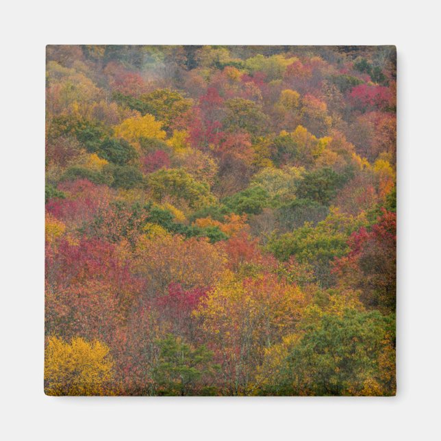 Hardwood Forest in Randolph County, West Virginia Magnet (Front)