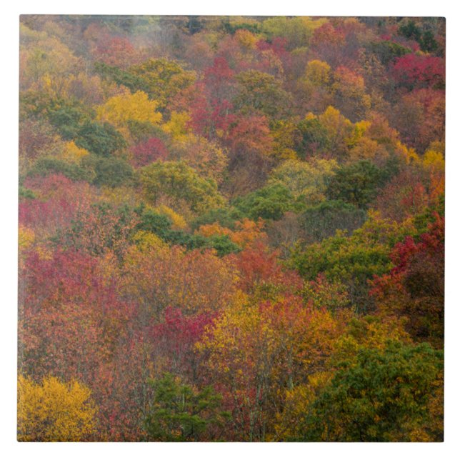 Hardwood Forest in Randolph County, West Virginia Tile (Front)