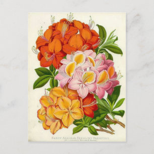 Hardy Azaleas by Sir Joseph Paxton Postcard