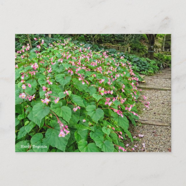 Hardy Begonia [Postcard] Postcard (Front)