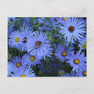 Hardy Blue Aster # 6 Postcard