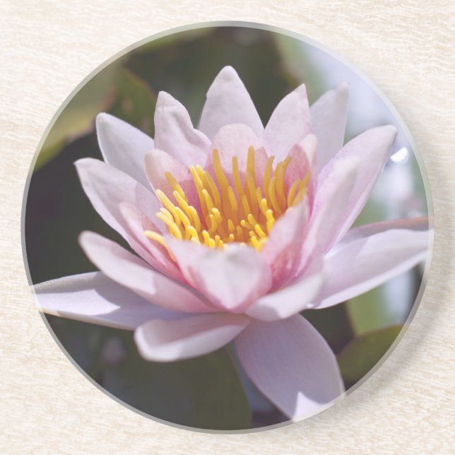 Hardy Water Lily Coaster (Front)