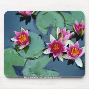 Hardy water lily, red, Nymphaea laydekeri Mouse Pad