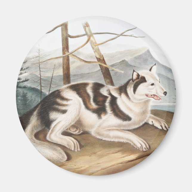 Hare Indian Dog (Canis familiaris) Illustration Magnet (Front)