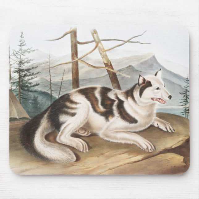 Hare Indian Dog (Canis familiaris) Illustration Mouse Pad (Front)
