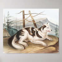 Hare Indian Dog (Canis familiaris) Illustration
