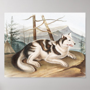 Hare Indian Dog (Canis familiaris) Illustration Poster