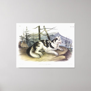 Hare-Indian Dog (Mackenzie River Dog) by Audubon Canvas Print
