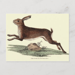 HARE POST CARD