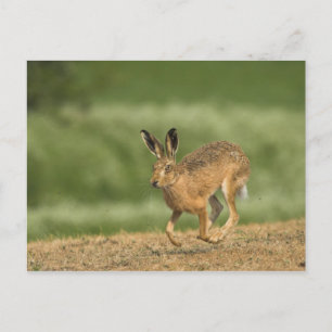 Hare Postcard