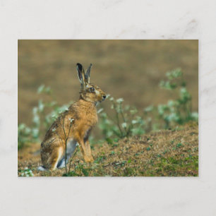 Hare Postcard