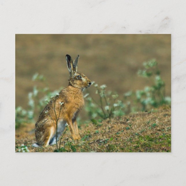 Hare Postcard (Front)