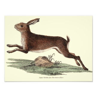 Hare print