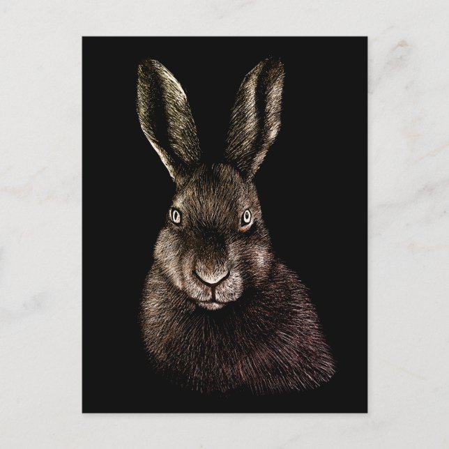 Hare, rabbit, drawing  postcard (Front)