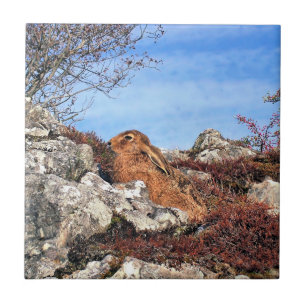 HARE TILE