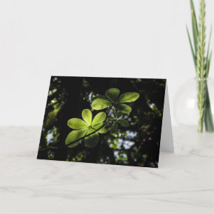 Harenna Forest Ethiopia Card