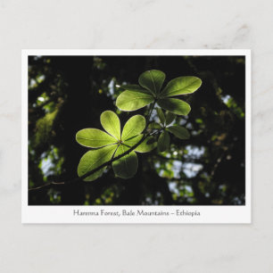 Harenna Forest Ethiopia Postcard