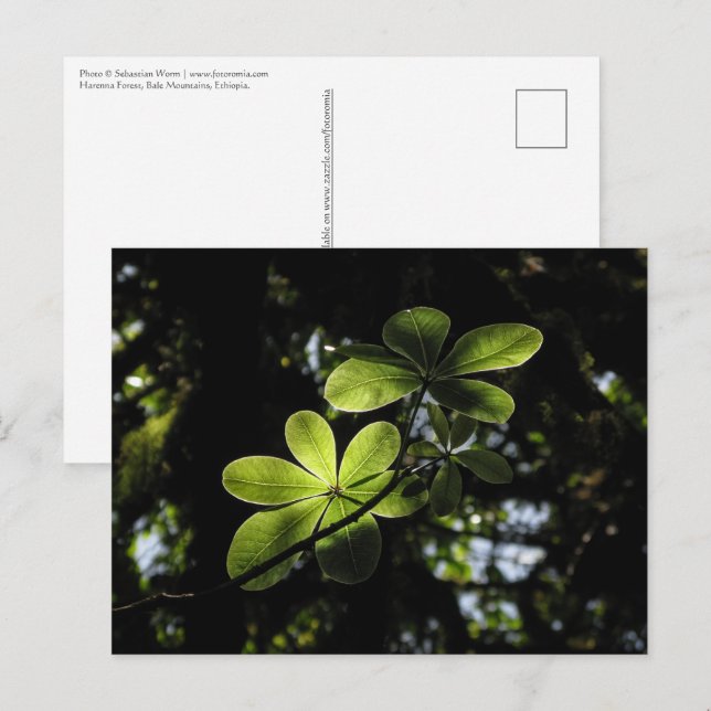Harenna Forest Ethiopia Postcard (Front/Back)