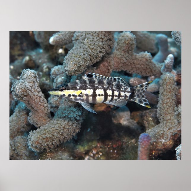 Harlequin Bass Poster (Front)