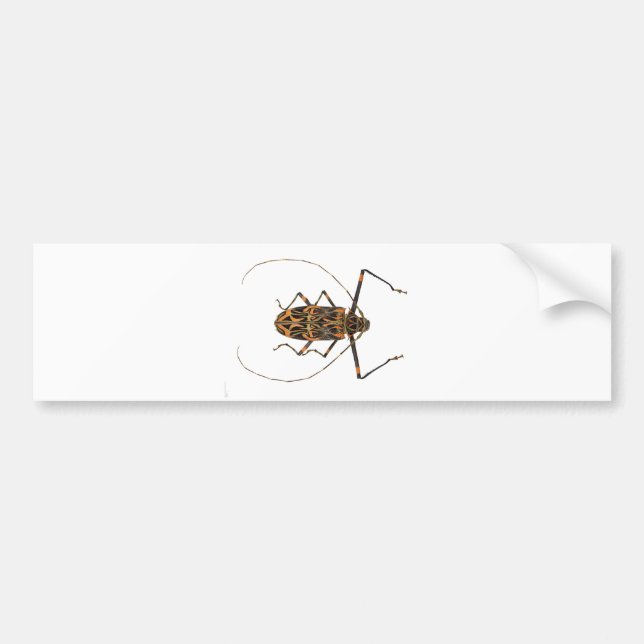 Harlequin Beetle Acrocinus Longimanus Bumper Sticker (Front)