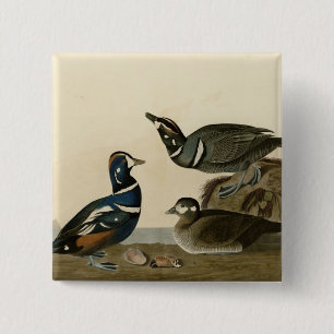 Harlequin Duck 2 Inch Square Button