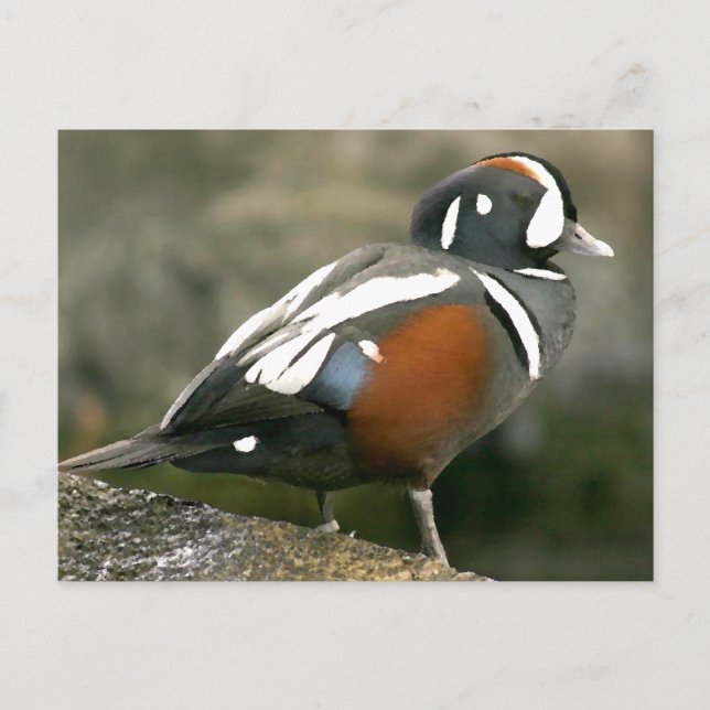 Harlequin Duck (drake) Postcard (Front)