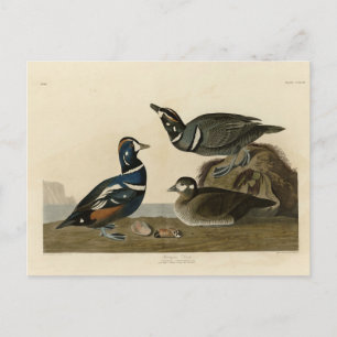 Harlequin Duck - from Audubon's Birds of America Postcard