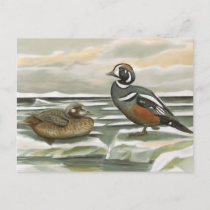 Harlequin Duck Postcard