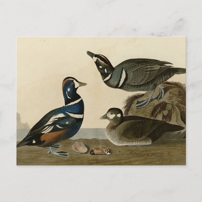 Harlequin Duck Postcard (Front)