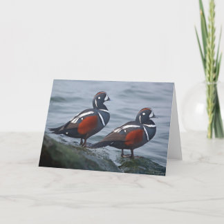 Harlequin Ducks 7 x 5 Folded Greeting Card - blank