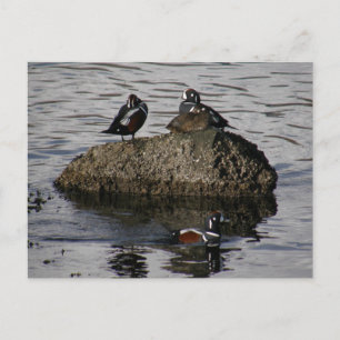 Harlequin Ducks, Unalaska Island Postcard