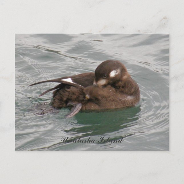 Harlequin Female Duck Preening on the Water Postcard (Front)