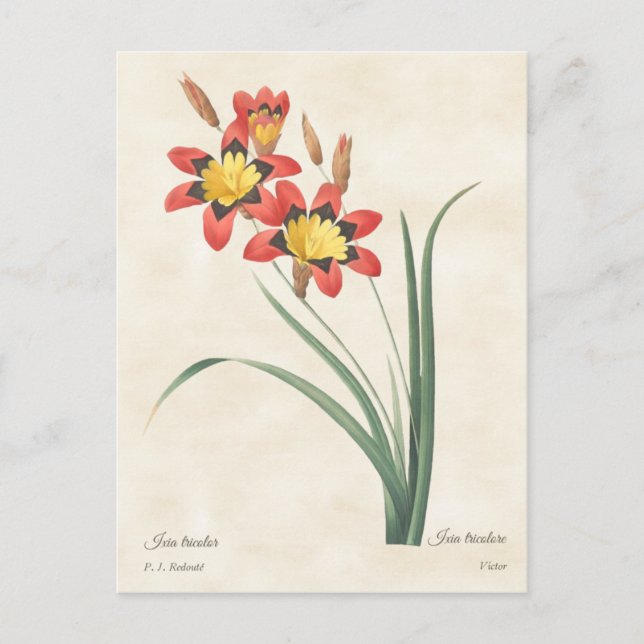 Harlequin Flower Vintage Botanical Illustration Postcard (Front)