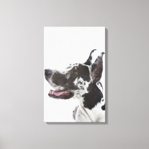 Harlequin Great Dane Canvas Print