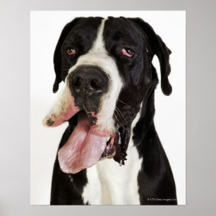 Harlequin Great Dane, close-up on white Poster
