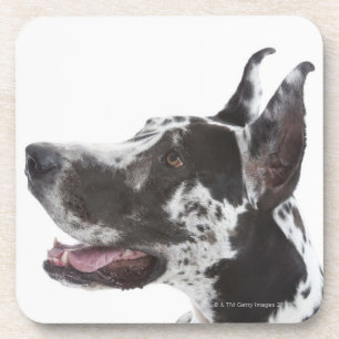 Harlequin Great Dane Coaster