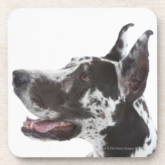 Harlequin Great Dane Coaster (Front)