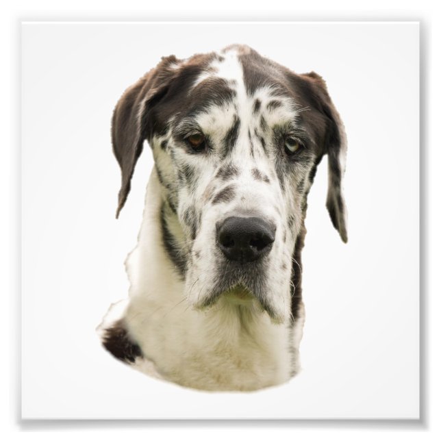 Harlequin Great Dane Portrait Photo Print (Front)