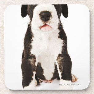 Harlequin Great Dane puppy on white background Coaster